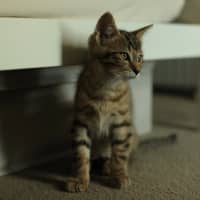 Photo of Kobe