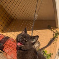 Photo of Echo / Rahu