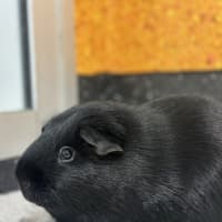 Photo of Noctis