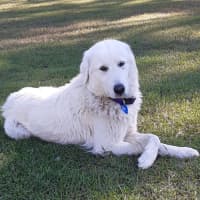 Photo of Ruby