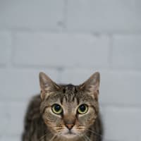 Photo of Muffin