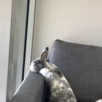 Photo of Cotton