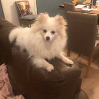 Photo of Pearl