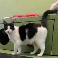 Photo of Handsome Sam