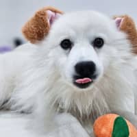 Photo of Kobe