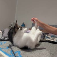 Photo of Blueberry   Super Friendly