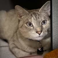 Photo of Missy