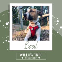 Photo of Basil