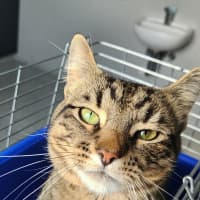 Photo of Merlin