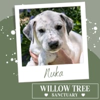 Photo of Nuka