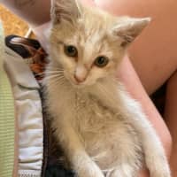 Photo of Otis 