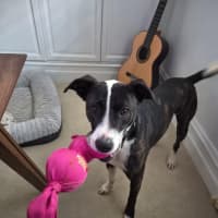Photo of Comet