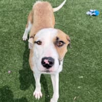 Photo of Sage Imp 161