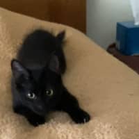Photo of Spencer *9 Lives Project Rescue*