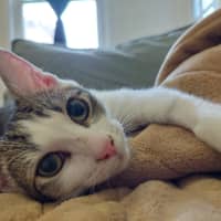 Photo of Toe Beans