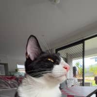 Photo of Button