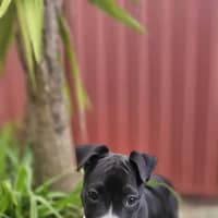 Photo of Willow   12 Week Old Cattle Dog X