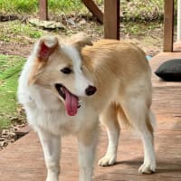 Photo of Biscuit
