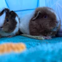 Photo of Colette / Belle