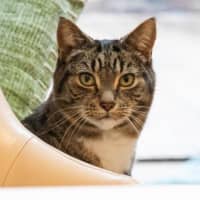 Photo of Louie Haliwell