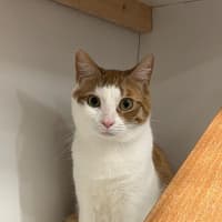 Photo of Mogwai