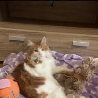 Photo of Nemo