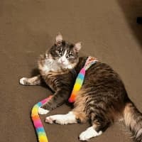 Photo of Clover * 9 Lives Project Rescue*