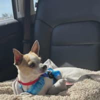 Photo of Taco   5 Year Old Chihuahua