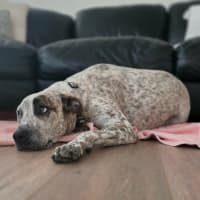 Photo of Indi   1 Year Old Great Dane X Cattle Dog