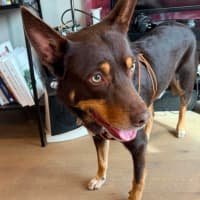 Photo of Cooper