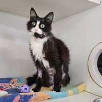 Photo of Luna
