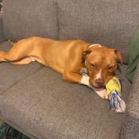 Photo of Sarge
