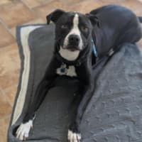 Photo of Charlie