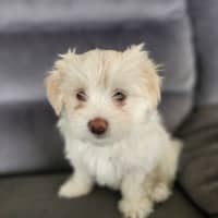Photo of Bon Bon   8 Week Old Shih Tzu X Maltese (Trial)