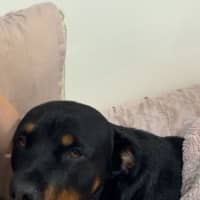Photo of Nova