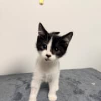 Photo of Bw Litter