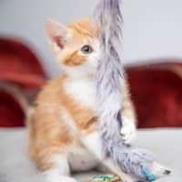 Photo of Pumpkin