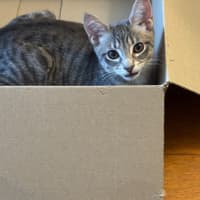 Photo of Banana Bread