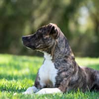 Photo of Bindi