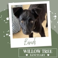 Photo of Bindi