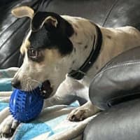 Photo of Pepper