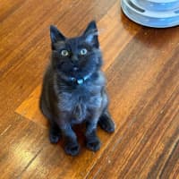 Photo of Midnight