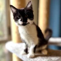 Photo of Puffin   Located In Templestowe