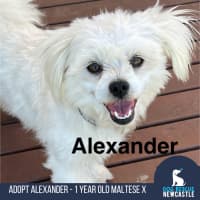 Photo of Alexander   1 Year Old Maltese X