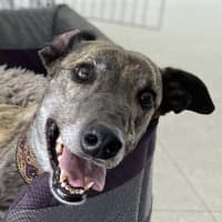 Photo of Brinny The Greyhound