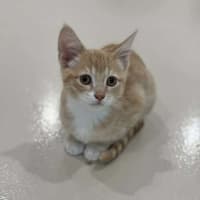 Photo of Buttons
