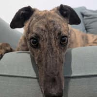 Photo of Mary, The Greyhound
