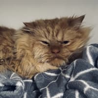 Photo of Cheezel