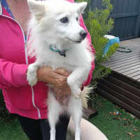 Photo of Midge