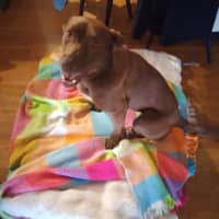Photo of Dobby